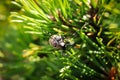 Detail on the head of a rare species of beetle Cerambyx cerdo occurring in the Bohemian Forest in southern Bohemia. great Royalty Free Stock Photo