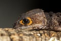 Detail of the head of a red eyed crocodile skink