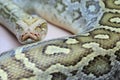 Detail of a python Royalty Free Stock Photo