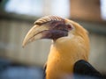 Detail of head of Visayan hornbill Penelopides panini, tarictic hornbill