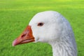 Detail of the head of a white goose isolated on white background Royalty Free Stock Photo
