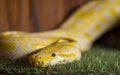 Detail of the head of yellow Python regius