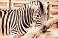 Detail head zebra in ZOO
