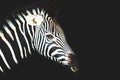 Detail of head zebra in ZOO