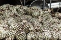 Detail of heads of blue agave.