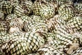 Detail of heads of blue agave