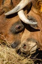 detail of the heads of two fighting bulls