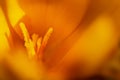 Detail of the heart of a yellow crocus
