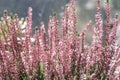 Detail of heather pink flowers blooming