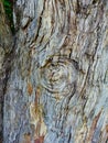 Detail of Heavily Textured Tree Bark