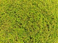 Detail of hedge in the castle garden. Lush foliage