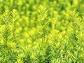 Detail of hedge in the castle garden. Lush foliage Royalty Free Stock Photo