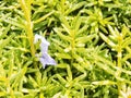 Detail of hedge in the castle garden. Lush foliage