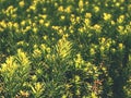 Detail of hedge in the castle garden. Lush foliage Royalty Free Stock Photo