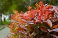 Detail of a hedge Photinia Red Robin red and green leaves on a bush branch, natural colorful background of leaves Royalty Free Stock Photo