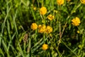 Detail of helianthemum grandiflorum on green meadow Royalty Free Stock Photo