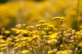 Helichrysum italicum