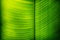 Detail of a heliconia leaf lighted by sun from the back