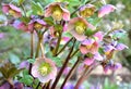 Detail of hellebore flower Helleborus niger purple color in bloom are seen anthers in yellow color