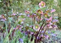 Detail of hellebore flower Helleborus niger purple color in bloom are seen anthers in yellow color