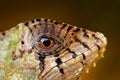 Detail Helmeted basilisk iguana, Corytophanes cristatus, close-up eye. Lizard in the nature habitat, green forest vegetation. Royalty Free Stock Photo