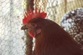 Detail of hen head behind mesh. Caged hens feed in hen-house on the traditional rural barnyard. Chickens sitting in henhouse