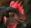 Detail of hen head behind mesh. Caged hens feed in hen-house on the traditional rural barnyard. Chickens sitting in henhouse