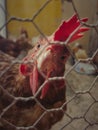 Detail of hen`s head. Hens feed on the traditional rural barnyard. Chickens sitting in henhouse. Closeup shot of chicken`s eyes,