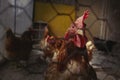 Detail of hen`s head. Hens feed on the traditional rural barnyard. Chickens sitting in henhouse. Closeup shot of chicken`s eyes,