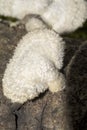 Detail Hericium erinaceus mushroom white fungus with hairs tree trunk vertical Royalty Free Stock Photo