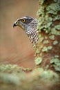 Detail of hidden head portrait, bird of prey Goshawk, sitting on the branch in the fallen larch forest during autumn, hidden Royalty Free Stock Photo