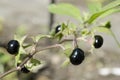 Detail of highly toxic Belladonna fruit