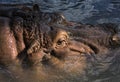 Detail of hippo in water