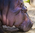 Detail of hippo in water