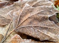Detail of hoarfrosted leaves Royalty Free Stock Photo