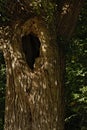 Detail of a hollow willow tree trunk - salix