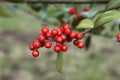Detail of holly red berries Royalty Free Stock Photo