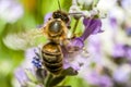 Detail of honey bee collecting pollen on a levander flowers