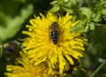 Detail of honey bee on yellow Taraxacum officinale flower