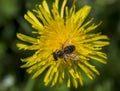 Detail of honey bee on yellow Taraxacum officinale flower