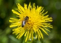 Detail of honey bee on yellow Taraxacum officinale flower