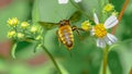 Detail of honeybee - Apis Mellifera -european or western honey bee in flight flying away from Spanish needle bloom - BidenÃ¢â¬â¢s Royalty Free Stock Photo