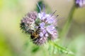 Detail of honeybee in Latin Apis Mellifera, european or western honey bee sitting on the violet or blue flower Royalty Free Stock Photo