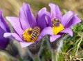 Detail of honeybee on violet flowering Pasqueflover Royalty Free Stock Photo