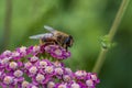 Detail of honeybee in violet yarrow flower, macro. Herb garden with honey bee insect Royalty Free Stock Photo