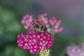 Detail of honeybee in violet yarrow flower, macro. Herb garden with honey bee insect, closeup Royalty Free Stock Photo