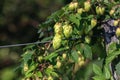 Detail of hop cones in the hop field Royalty Free Stock Photo