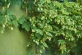 Detail of hop cones in the hop field. Royalty Free Stock Photo