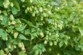 Detail of hop cones in the hop field. Royalty Free Stock Photo