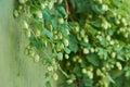 Detail of hop cones in the hop field. Royalty Free Stock Photo